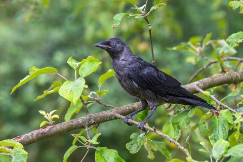 Jackdaw or Eurasian Jackdaw (Corvus monedula), sitting on a branch, Limbach, Burgenland, Austria