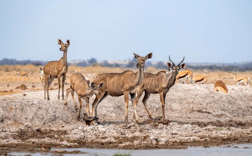 Greater kudu (Tragelaphus strepsiceros), group, drinking at waterhole, Nxai Pan National Park,