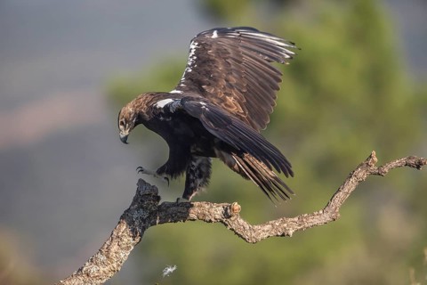 Iberian Eagle (Aquila adalberti), Spanish imperial eagle, Extremadura, Castilla La Mancha, Spain