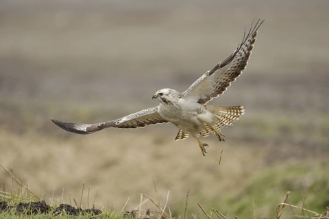 With momentum... Buzzard (Buteo buteo), most common native buzzard, bird of prey flies up from a