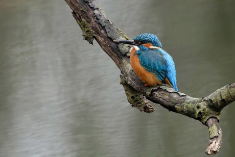 Breeding preparations... Kingfisher (Alcedo atthis) with remains of soil on its beak from digging
