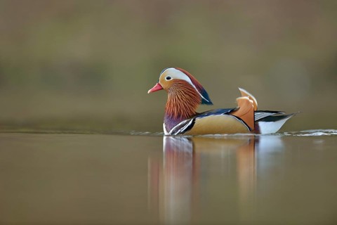 Beauty on the lake... Mandarin duck (Aix galericulata), colourful, brightly coloured drake in