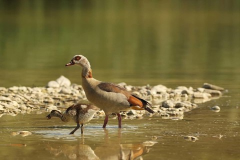 Egyptian goose (Alopochen aegyptiaca) adult bird with young bird in a gravel pit, Allgäu, Bavaria,
