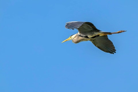 Grey heron (Ardea cinerea), in flight, fish ponds, Güssing, Burgenland, Austria