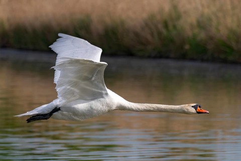 Mute swan (Cygnus olor), fish ponds, Güssing, Burgenland, Austria