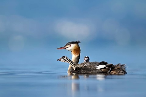 Great Crested Grebe (Podiceps Scalloped ribbonfish), with two chicks in plumage swimming in the