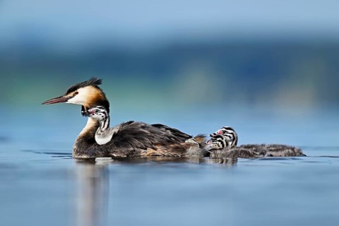 Great Crested Grebe (Podiceps scalloped ribbonfish), with chicks in plumage and two swimming in
