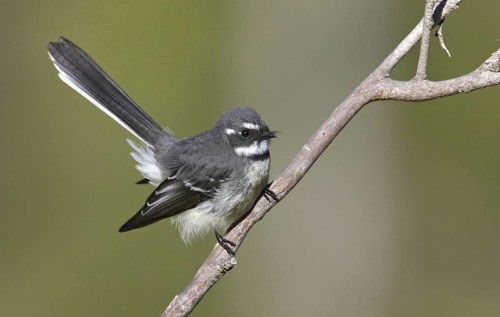 Grey Fantail (Rhipidura albiscapa), Victoria, Australia