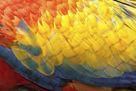 Scarlet Macaw (Ara macao), Costa Rica