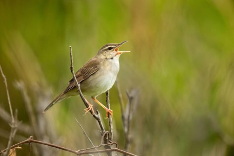 Styan's Grasshopper Warbler (Locustella pleskei) singing, Miyakejima, Japan