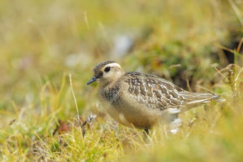 Eurasian Dotterel (Charadrius morinellus) juvenile, Abruzzo, Italy