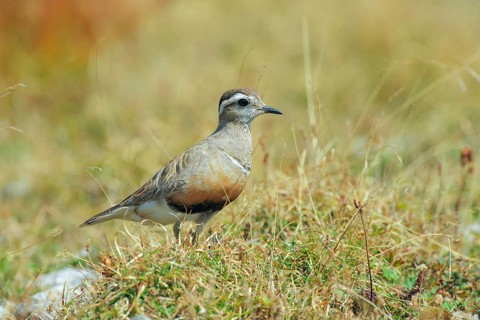 Eurasian Dotterel (Charadrius morinellus) male, Abruzzo, Italy