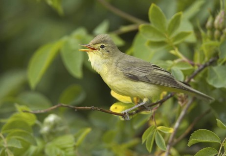 Icterine Warbler (Hippolais icterina) singing, Mecklenburg-Western Pomerania, Germany