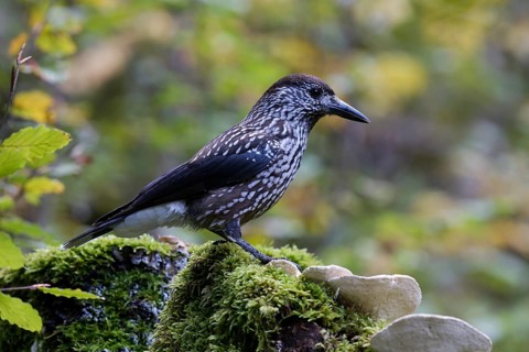 Spotted Nutcracker (Nucifraga caryocatactes) perched on the ground, Baden-Wuerttemberg, Germany
