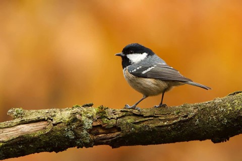Coal Tit (Periparus ater), Utrecht, Netherlands