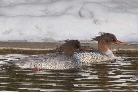 Scaly-sided Merganser (Mergus squamatus) female