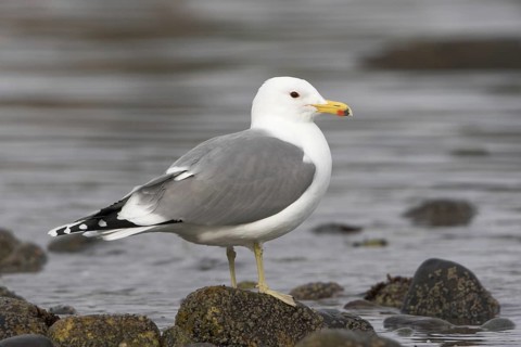 California Gull (Larus californicus), British Columbia, Canada