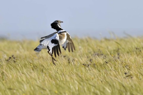 Little Bustard (Tetrax tetrax) mating, Extremadura, Spain