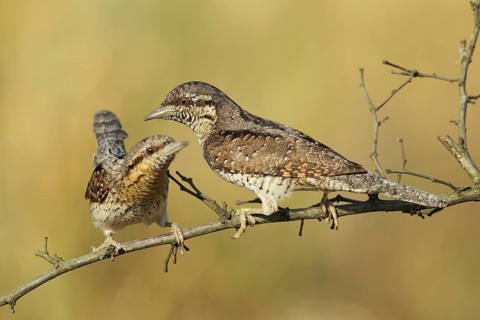 Eurasian Wryneck (Jynx torquilla), Baden-Wuerttemberg, Germany