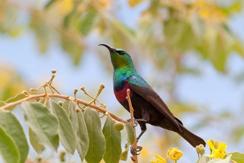 Marico Sunbird (Cinnyris mariquensis) male, Namibia
