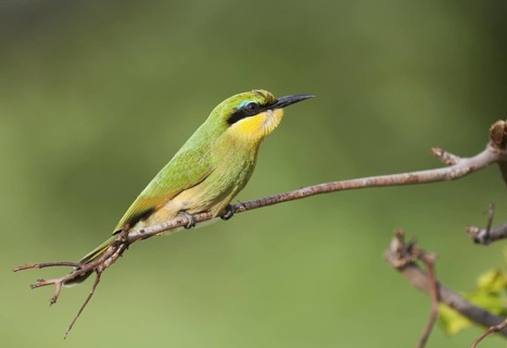 Little Bee-eater (Merops pusillus), Okavango-Delta, Botswana