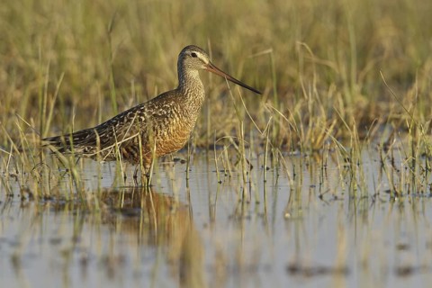 Hudsonian Godwit (Limosa haemastica) male, Manitoba, Canada