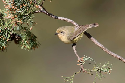 Yellow Thornbill (Acanthiza nana), New South Wales, Australia