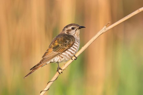 Horsfield's Bronze Cuckoo (Chrysococcyx basalis), Victoria, Australia