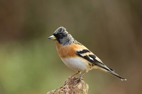 Brambling (Fringilla montifringilla) male, Lower Saxony, Germany