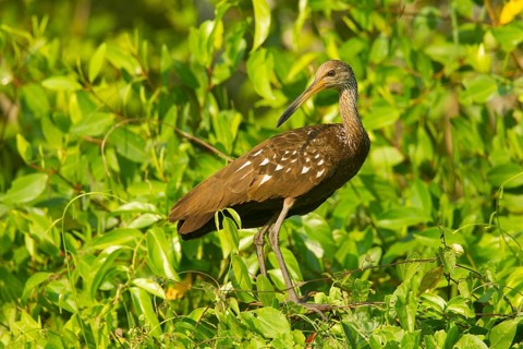 Limpkin Aramus guarauna San Blas, Nayarit, Mexico 28 March Adult Aramidae