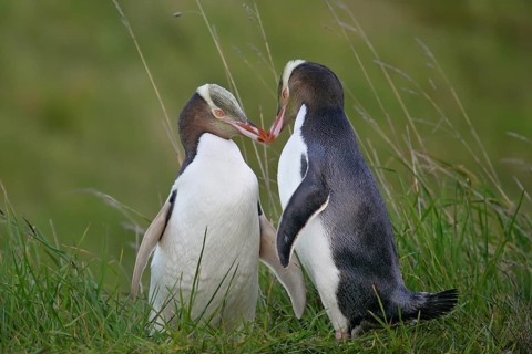 Yellow-eyed Penguin (Megadyptes antipodes) pair displaying, South Island, New Zealand