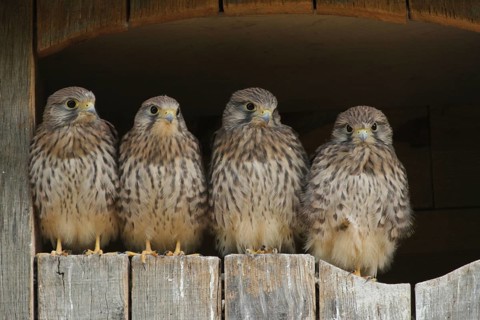 Common Kestrel (Falco tinnunculus) juvenile, Lower Saxony, Germany