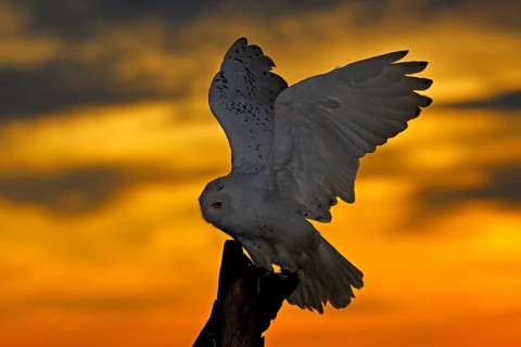 Beautiful sunset sky with flying owl. Snowy owl, Nyctea scandiaca, rare bird sitting on the tree