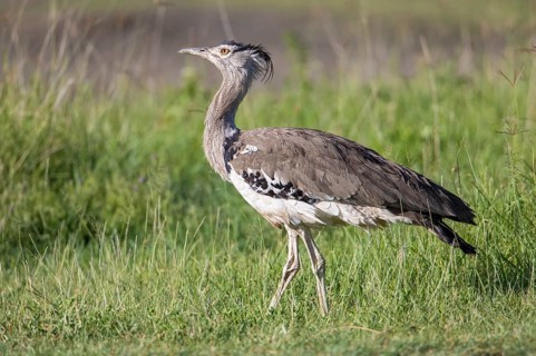 Kori Bustard (Ardeotis kori struthiunculus), Ngorongoro, Tanzania