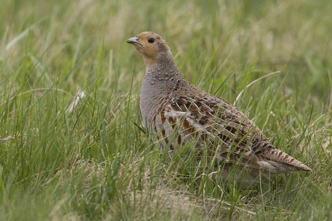 Grey Partridge (Perdix perdix) male, Lake Neusiedl, Austria