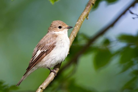 European Pied Flycatcher (Ficedula hypoleuca) female, Baden-Wuerttemberg, Germany