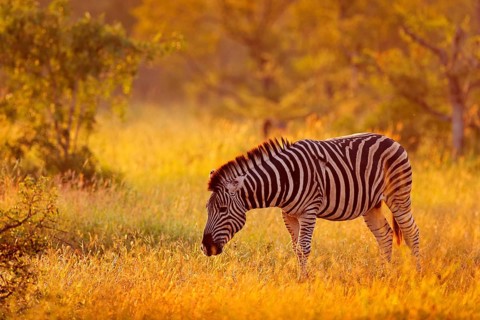 Plains zebra, Equus quagga, in the grassy nature habitat, evening light, Kruger National Park,