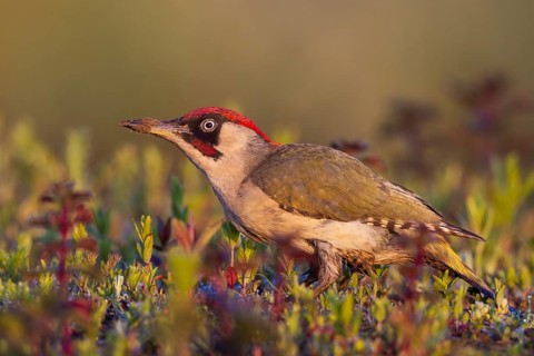 European Green Woodpecker (Picus viridis) male perched on the ground, North Rhine-Westphalia,
