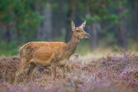 Rothirsch, Cervus elaphus Red Deer, Cervus elaphus