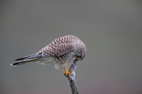 Common Kestrel (Falco tinnunculus) female perched on a branch eating a mouse, North
