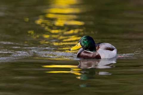 Mallard (Anas platyrhynchos) male, Baden-Wuerttemberg, Germany