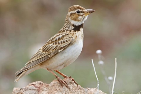 Bimaculated Lark (Melanocorypha bimaculata), Nigde, Turkey