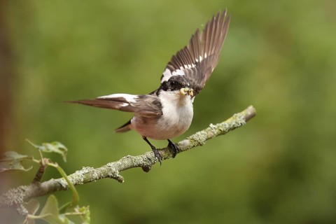 European Pied Flycatcher (Ficedula hypoleuca) male, Lower Saxony, Germany