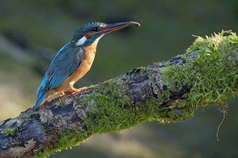 Common Kingfisher (Alcedo atthis) female, Netherlands