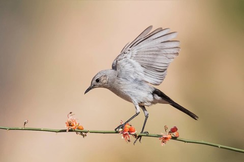 Blackstart (Oenanthe melanura) perched on a twig, Eilat, Israel