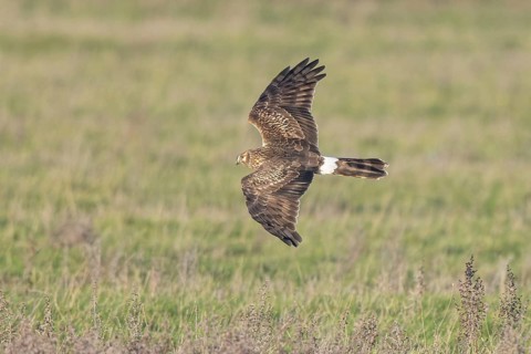 Hen Harrier (Circus cyaneus) female flying, Netherlands