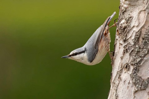 Eurasian Nuthatch (Sitta europaea), Smaland, Sweden