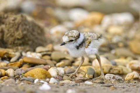 Little Ringed Plover (Charadrius dubius) chick, North Rhine-Westphalia, Germany