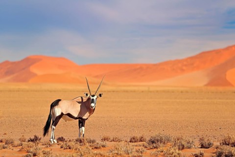 Gemsbok with orange sand dune evening sunset. Gemsbuck, Oryx gazella, large antelope in nature