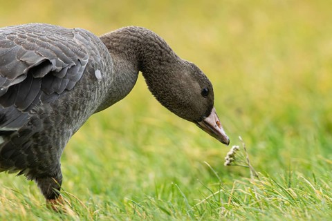 Greater White-fronted Goose (Anser albifrons) juvenile foraging, Smaland, Sweden